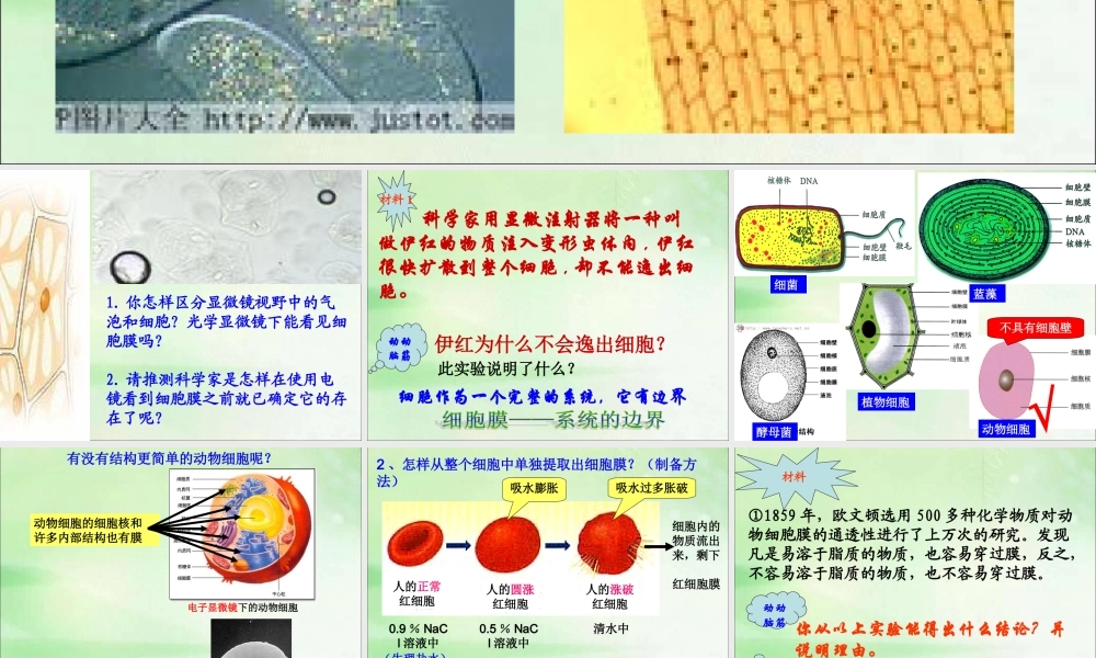 细胞膜-系统的边界