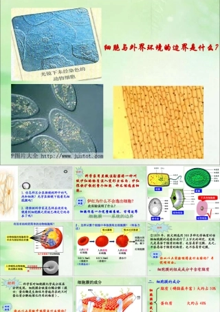 细胞膜-系统的边界