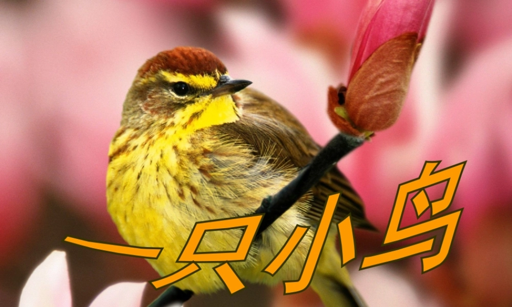 《一只小鸟》课件