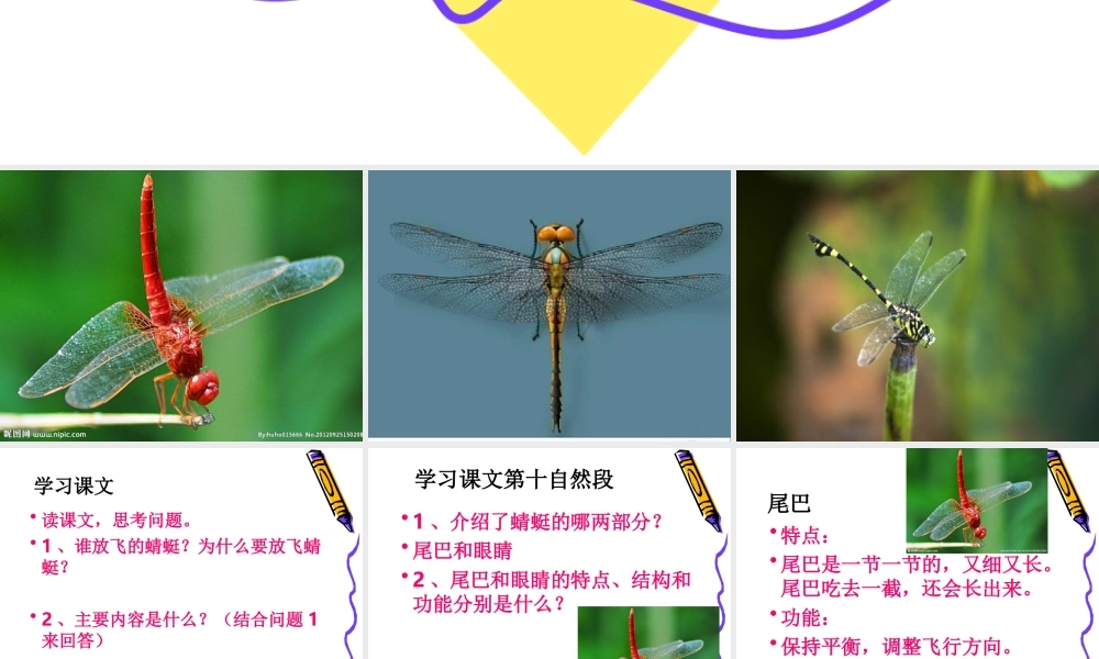 放飞蜻蜓课件 (2)