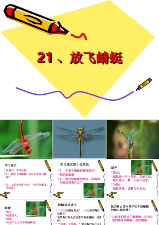 放飞蜻蜓课件 (2)