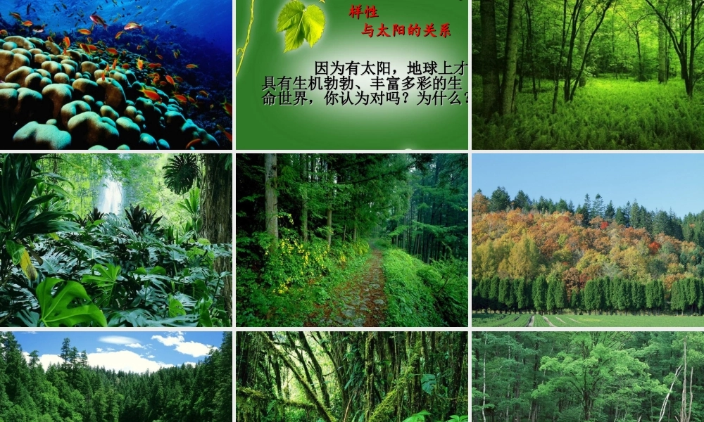 太阳与动植物