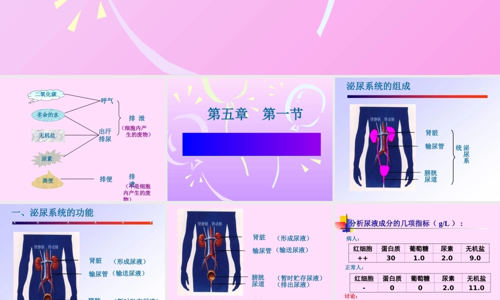 尿的形成和排出课件1