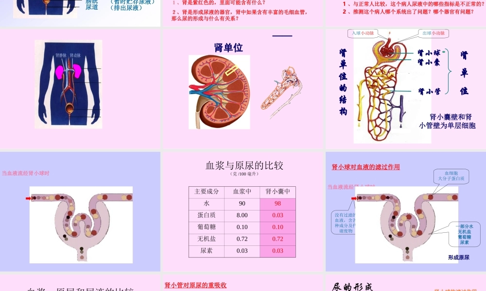 尿的形成和排出课件1