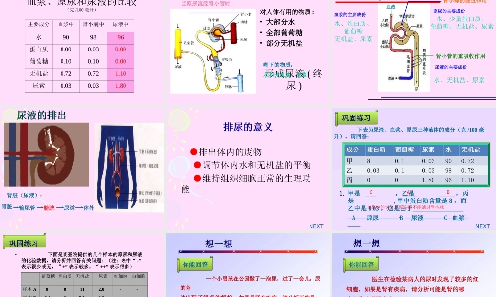 尿的形成和排出课件1