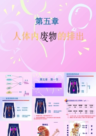 尿的形成和排出课件1