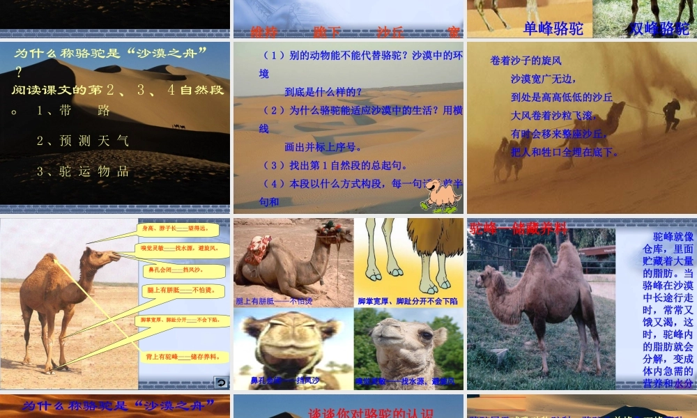 沙漠之舟课件修该件