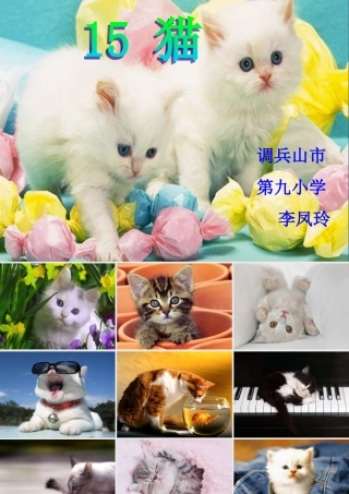 猫的PPT课件