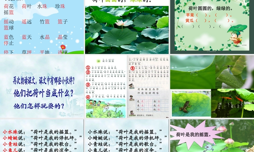 荷叶圆圆课件3(1)