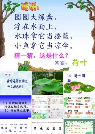 荷叶圆圆课件3(1)