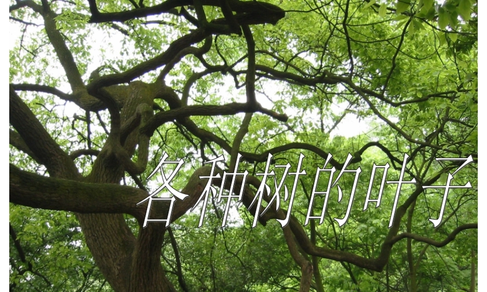 一片树叶 (2)