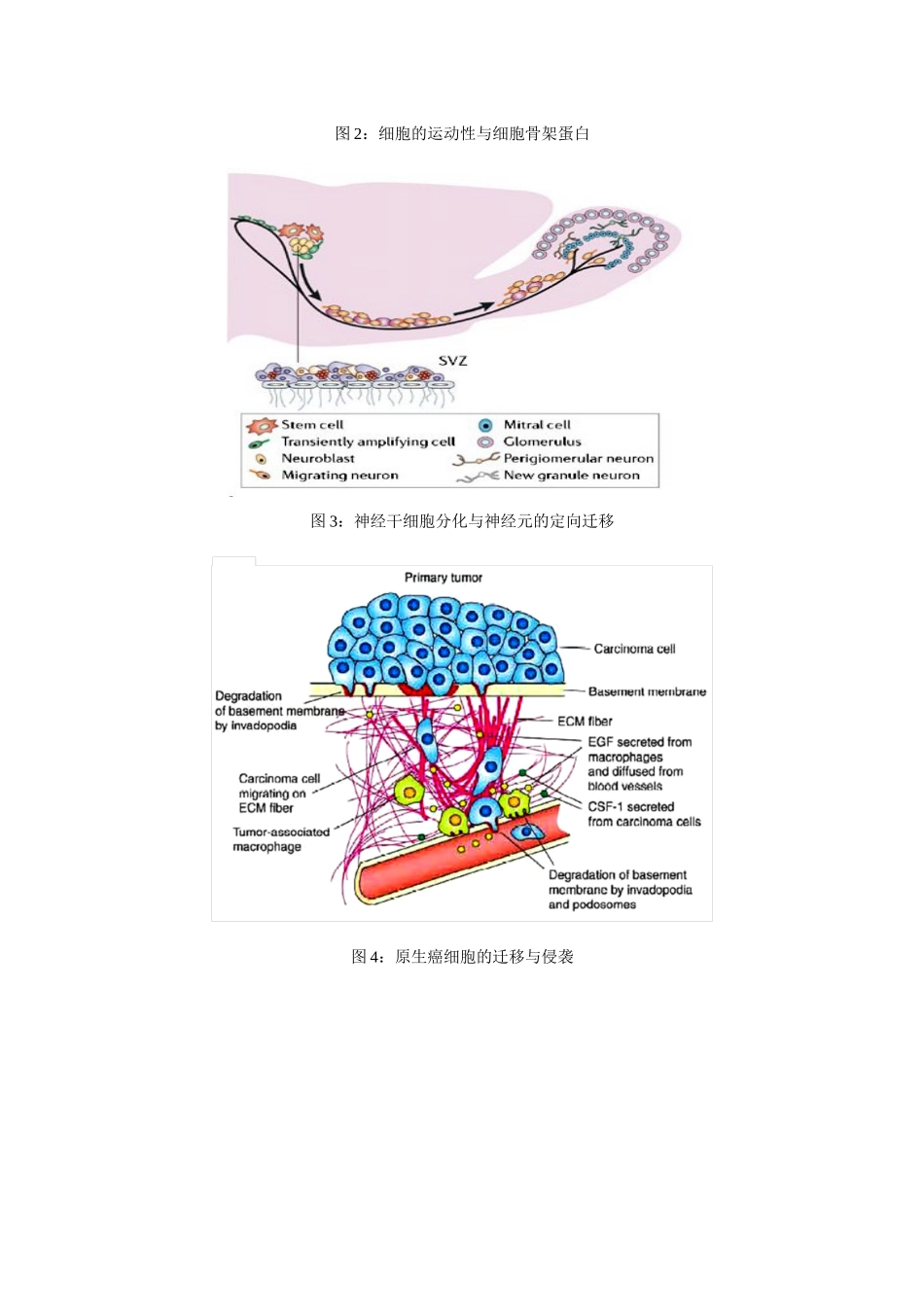 细胞生物学实验教程：细胞运动性检测实验详细介绍_第2页
