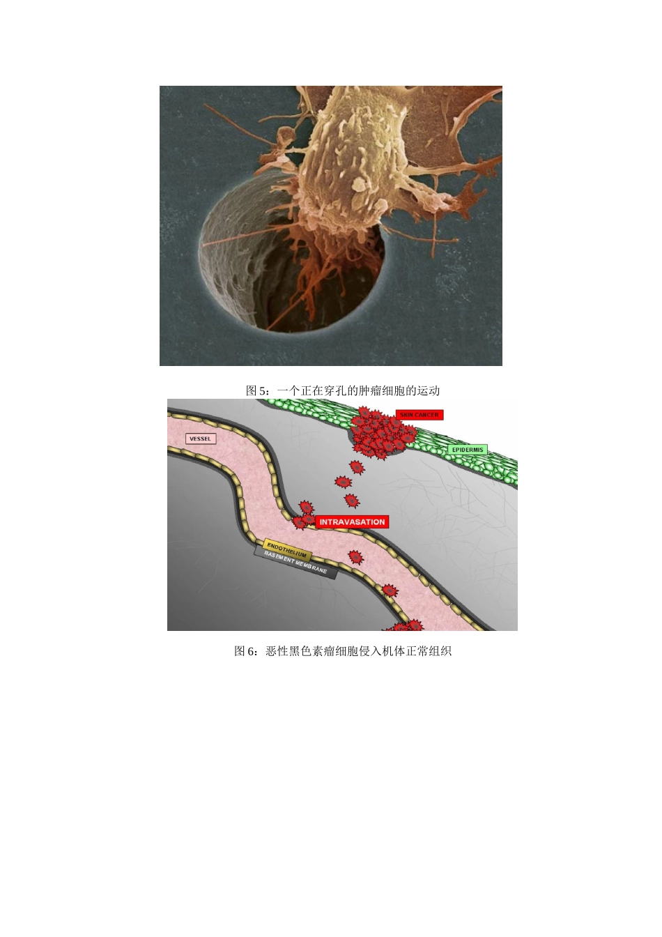 细胞生物学实验教程：细胞运动性检测实验详细介绍_第3页