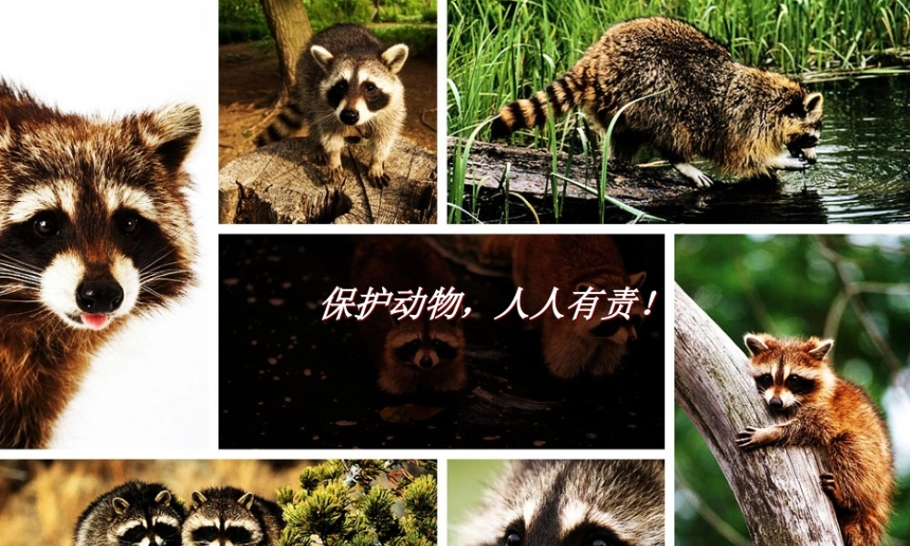 保护动物人人有责PPT