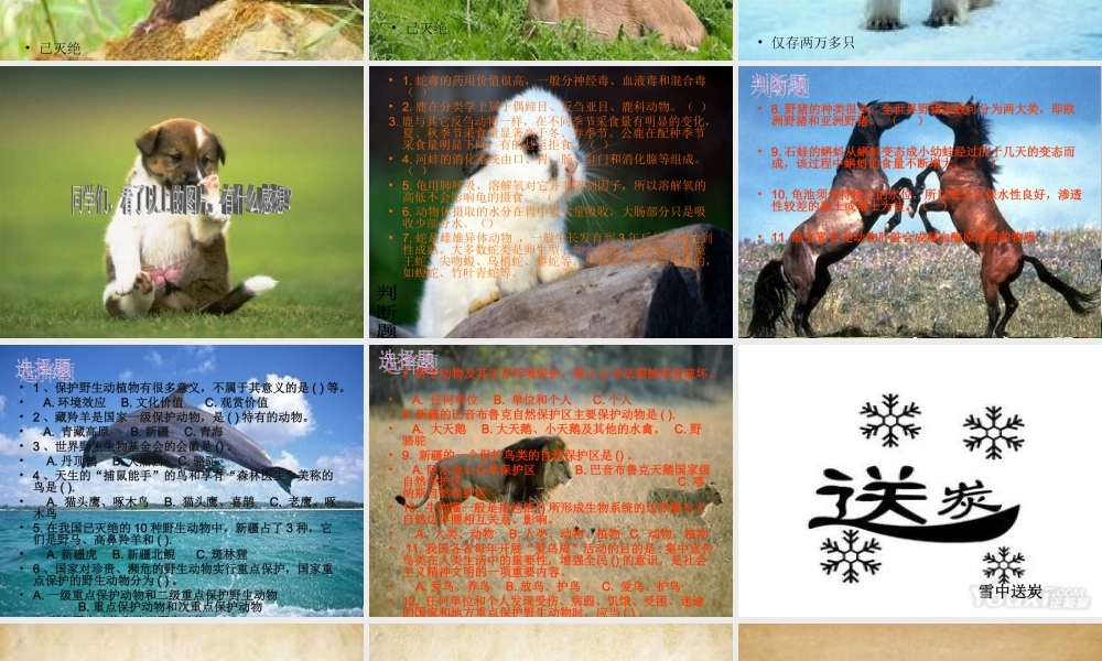 保护动物人人有责PPT