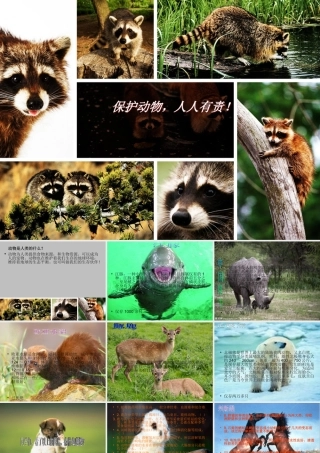 保护动物人人有责PPT