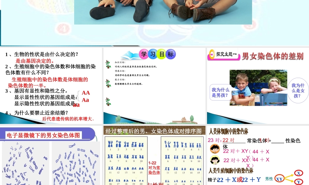 人的性别遗传课件人教版八年级下