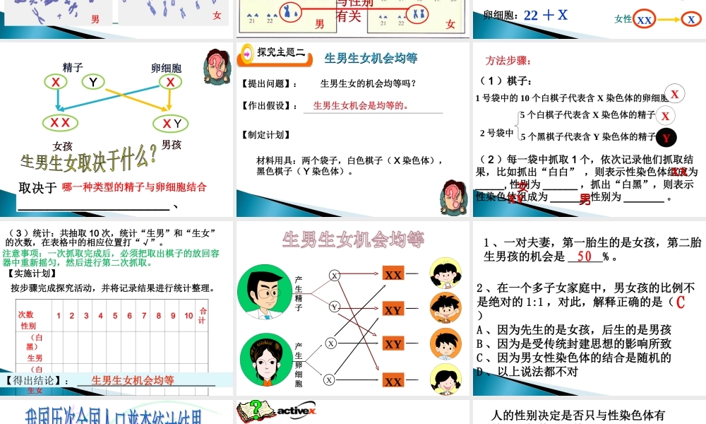 人的性别遗传课件人教版八年级下