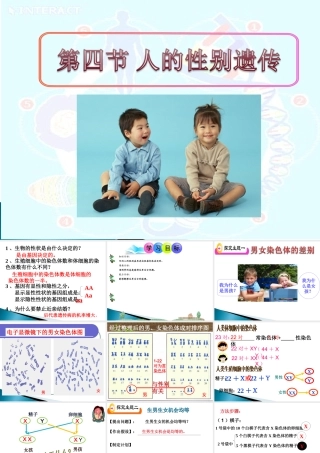 人的性别遗传课件人教版八年级下