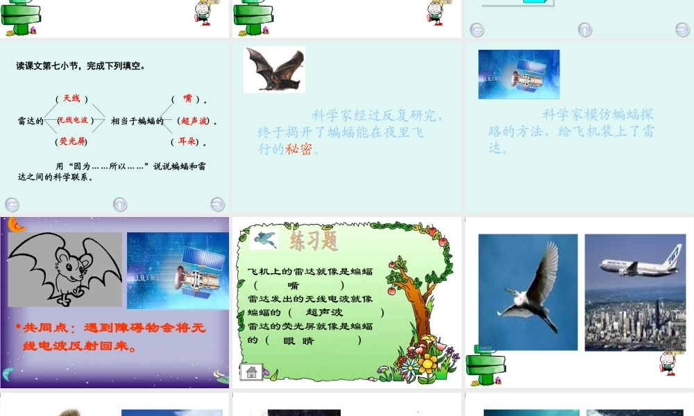 蝙蝠和雷达课件PPT下载_人教版新课标四年级语文下册课件