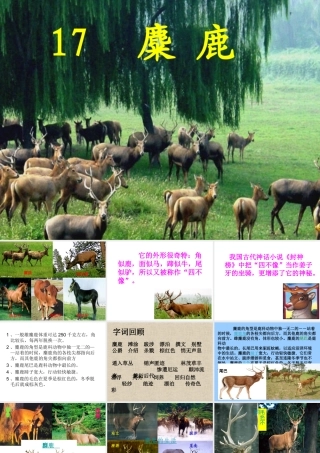 苏教版六上麋鹿课件