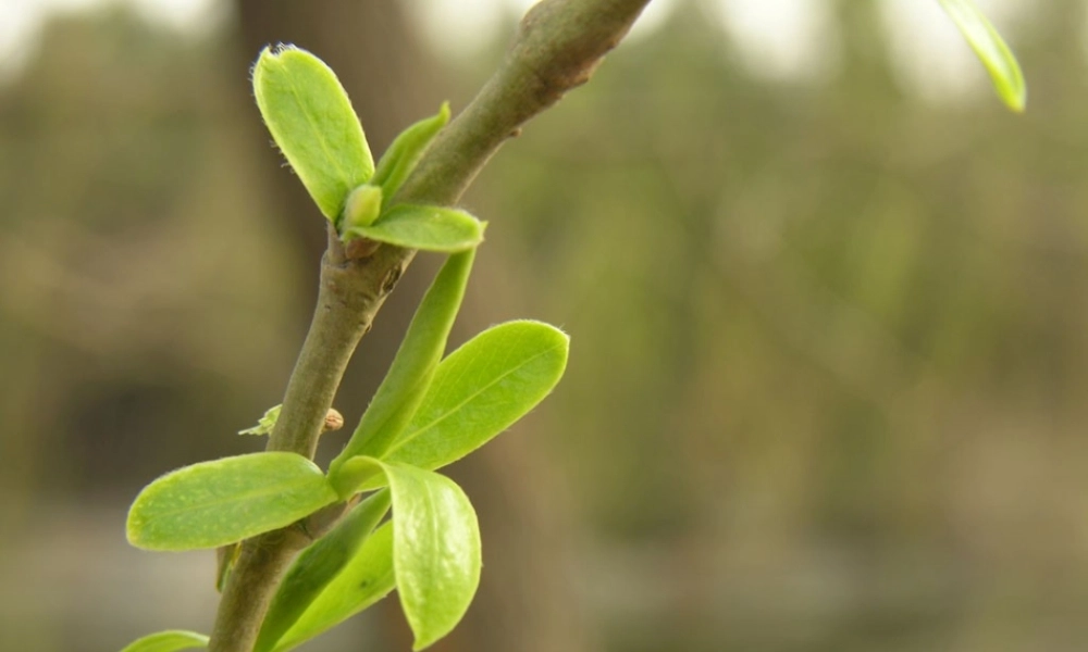 《触摸春天》课件 (2)