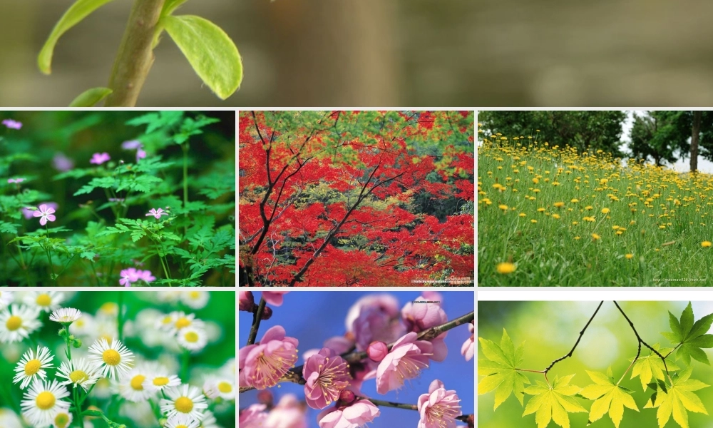 《触摸春天》课件 (2)