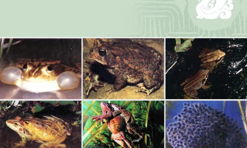 两栖动物的生殖