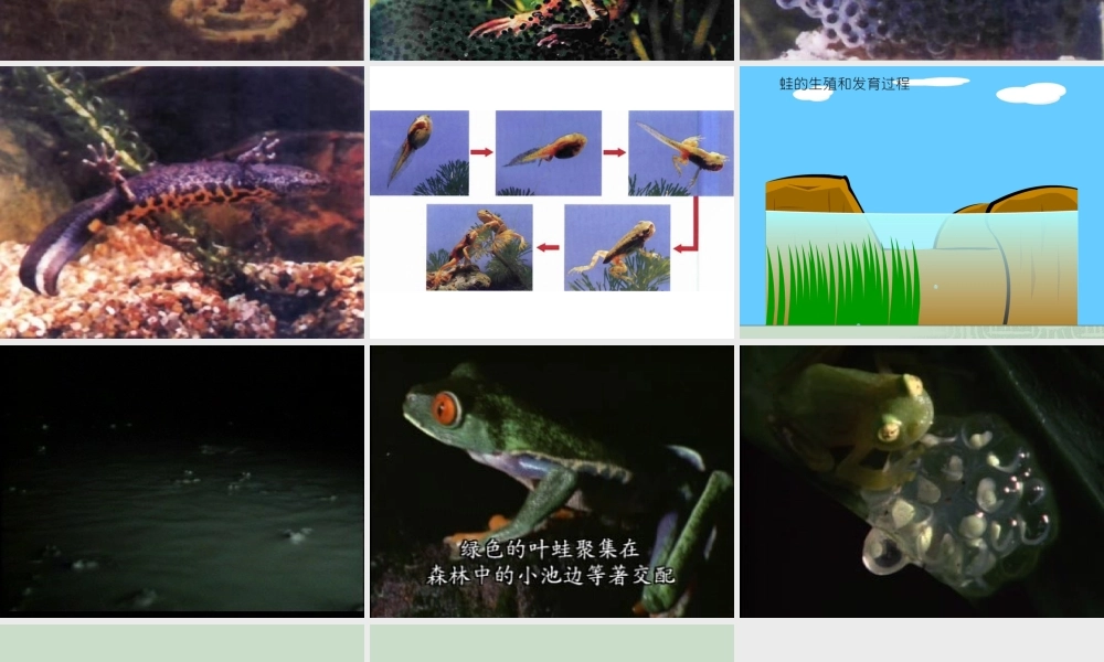 两栖动物的生殖