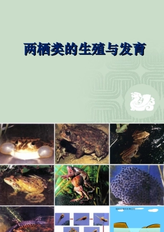 两栖动物的生殖