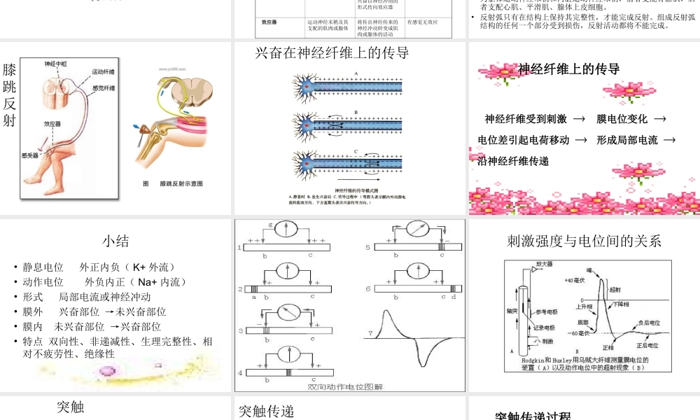 神经调节PPT课件