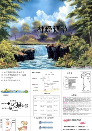 神经调节PPT课件
