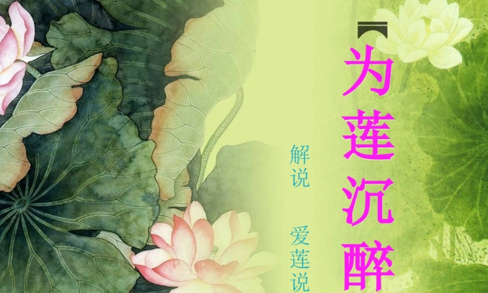 荷花_PPT模板