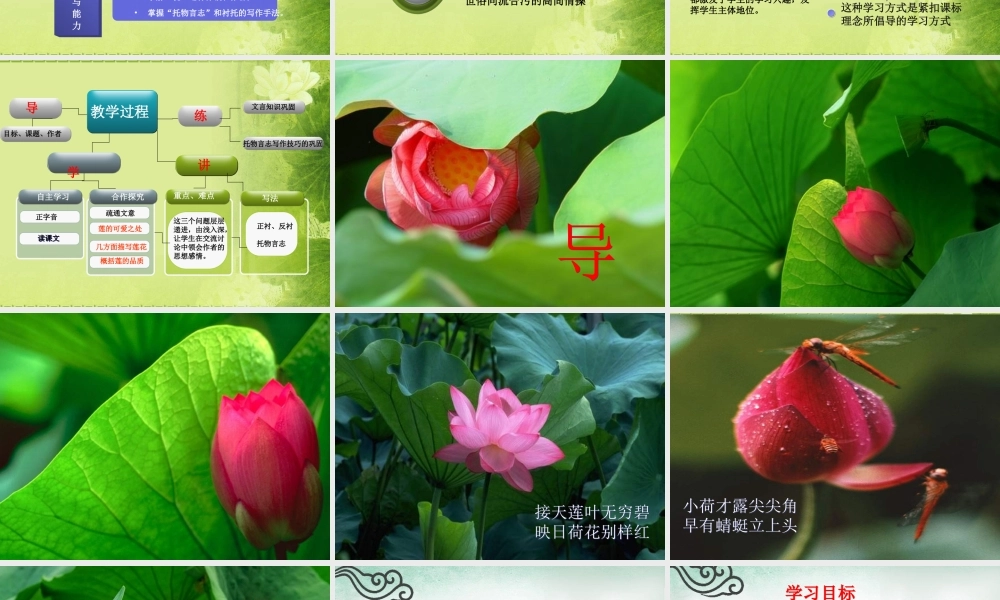 荷花_PPT模板