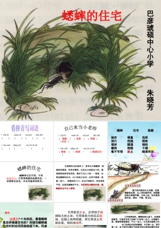 蟋蟀1111