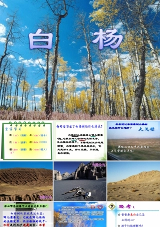 《白杨》教学课件1 (2)