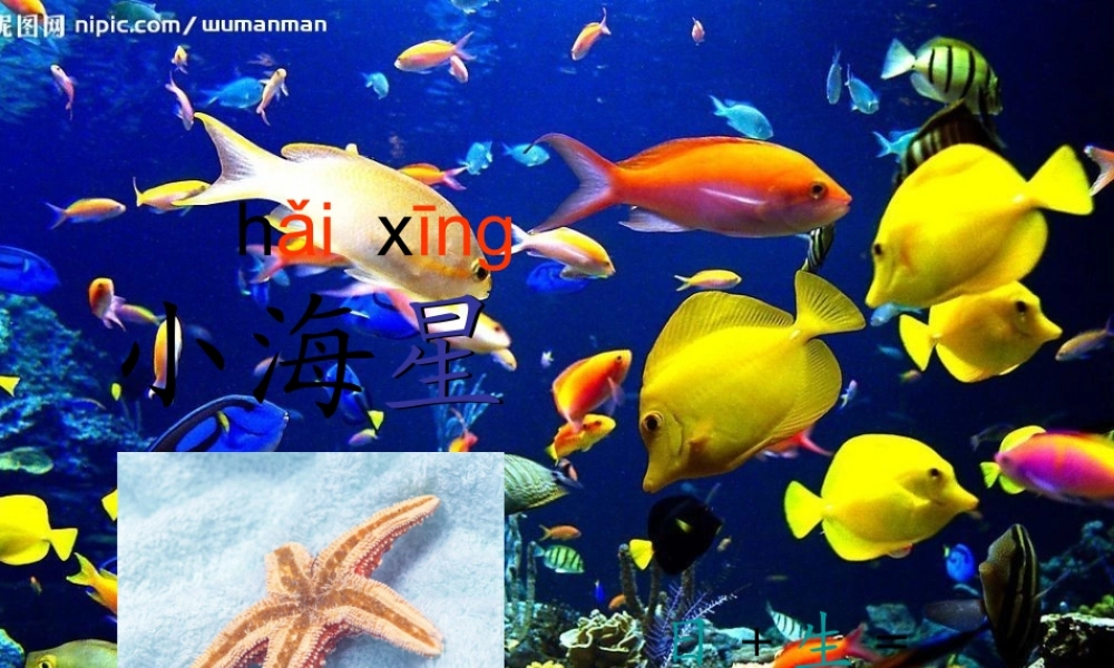 小海星快回家