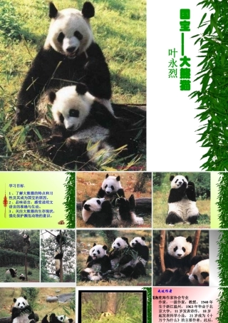 国宝大熊猫（大庆市湖滨学校-刘霄）