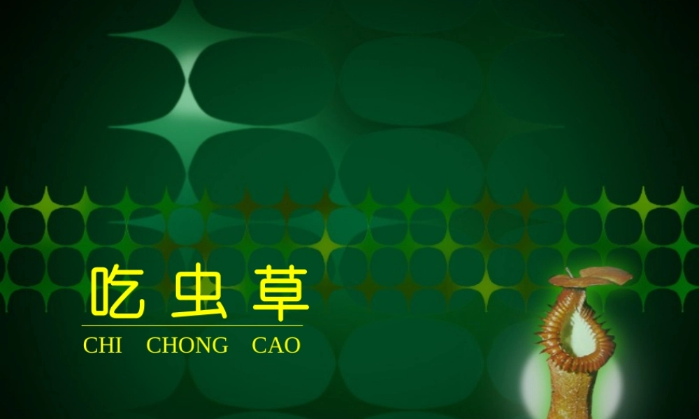 《吃虫草》课件3