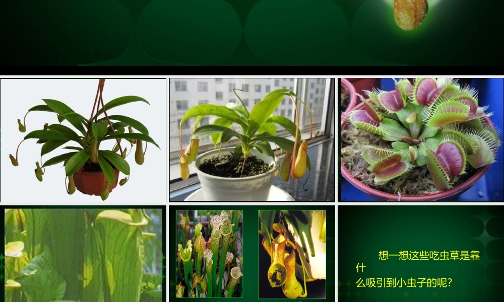 《吃虫草》课件3