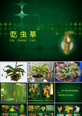 《吃虫草》课件3
