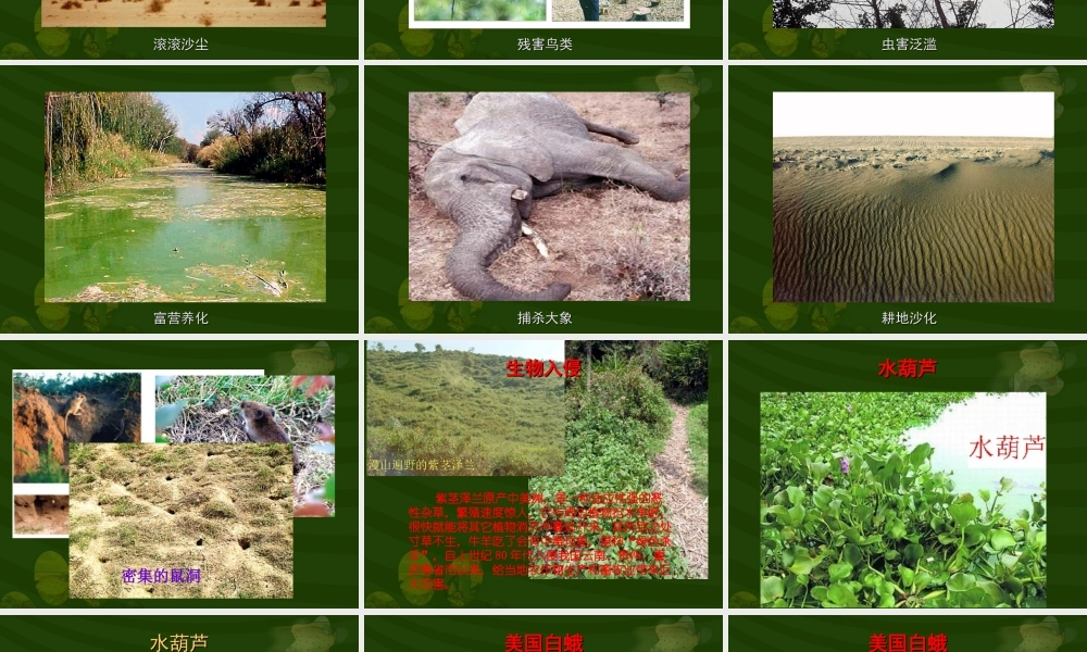 人类活动破坏生态环境的实例2