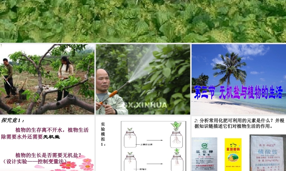 八年级生物上《无机盐与植物的生活》PPT课件