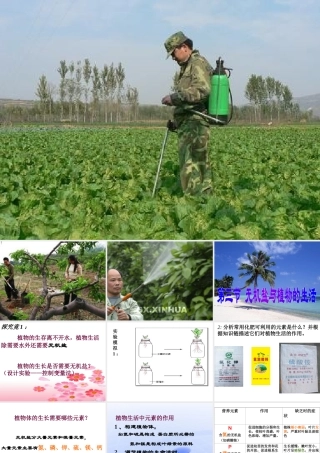 八年级生物上《无机盐与植物的生活》PPT课件