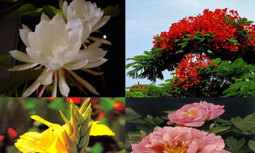 三年语文《花钟》