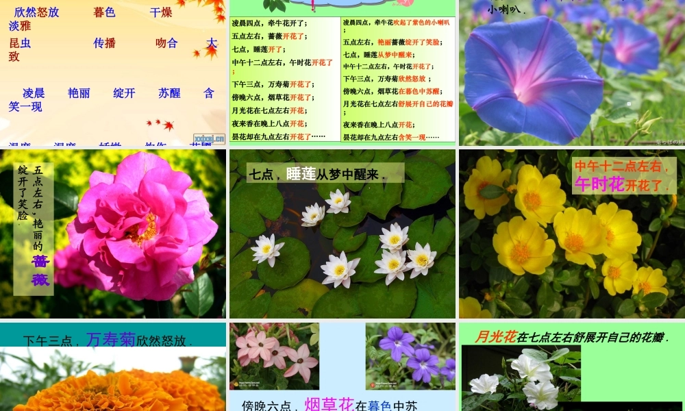 三年语文《花钟》