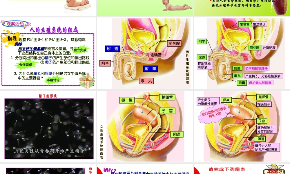 精卵结合孕育新的生命