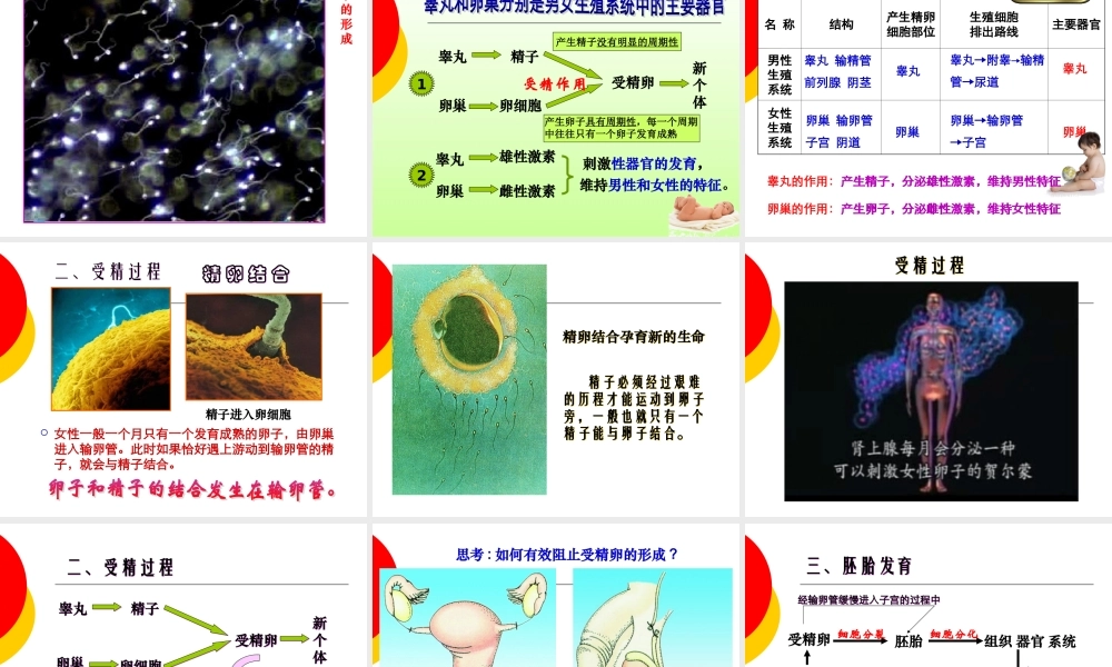 精卵结合孕育新的生命