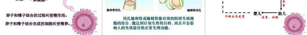 精卵结合孕育新的生命
