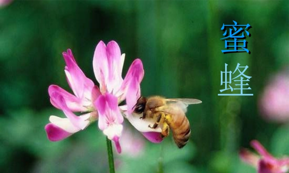 三年级语文蜜蜂课件